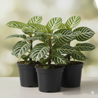 Aphelandra M14